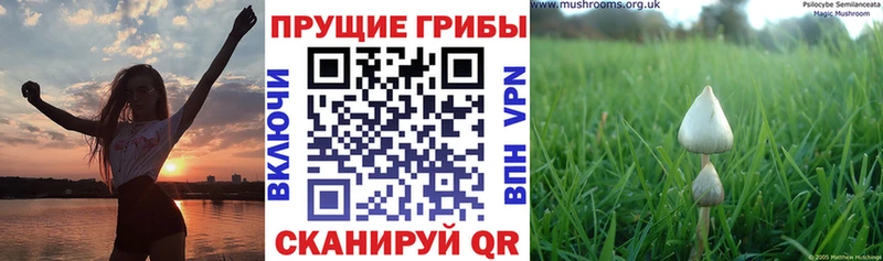 дарнет шоп  Жердевка  Псилоцибиновые грибы прущие грибы 
